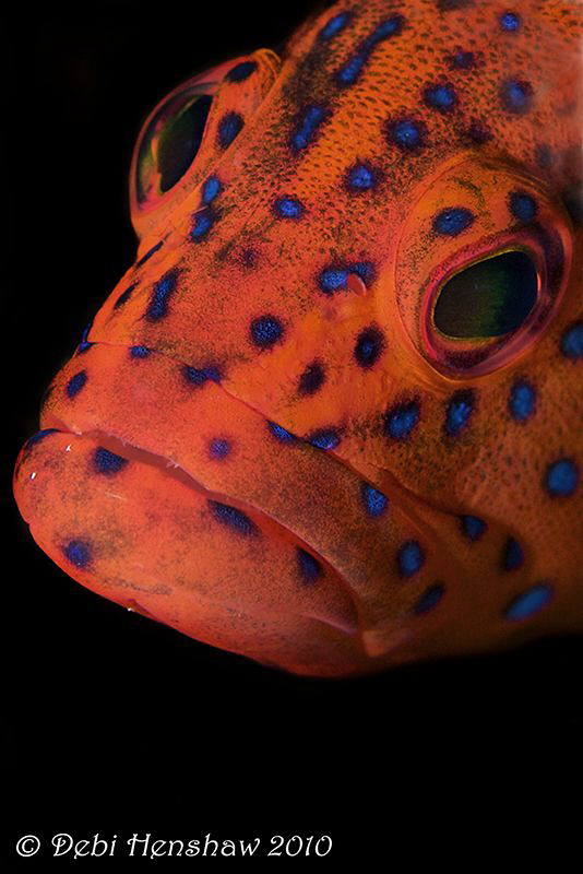 Coral Grouper head on! by Debi Henshaw 