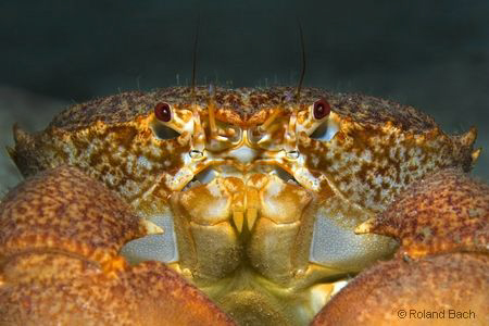 This is one of 3 photos on the internet that shows a "Par... by Roland Bach 