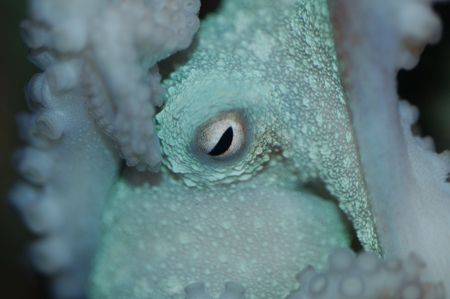 Octopus macro taken in Roatan Honduras with nikon d70 Slr... by Lawrence Babcock 
