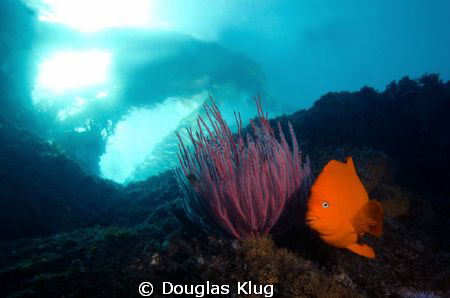 Color in California. A Garibaldi along side a colorful go... by Douglas Klug 