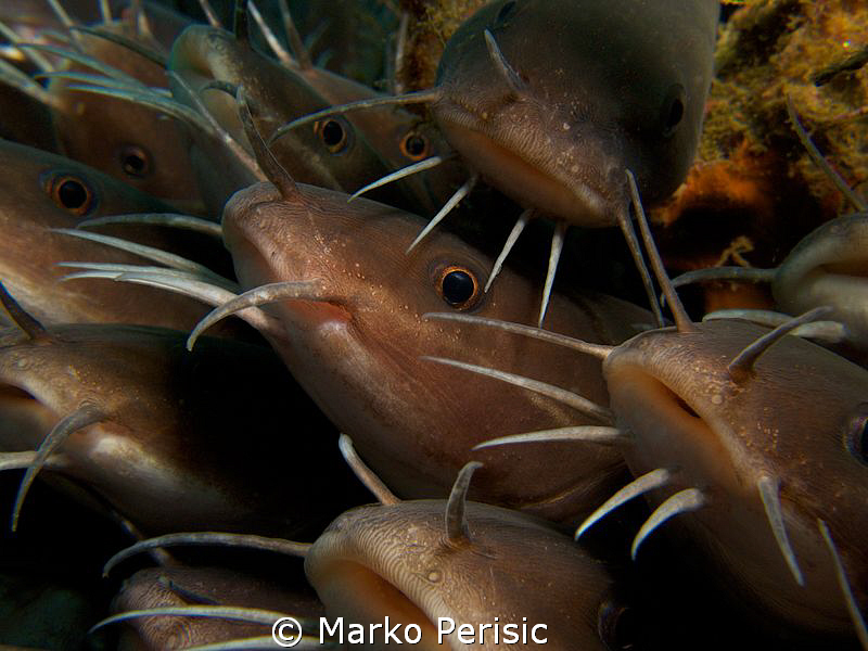 Whitelip Catfish Paraplotosus albilabris. by Marko Perisic 