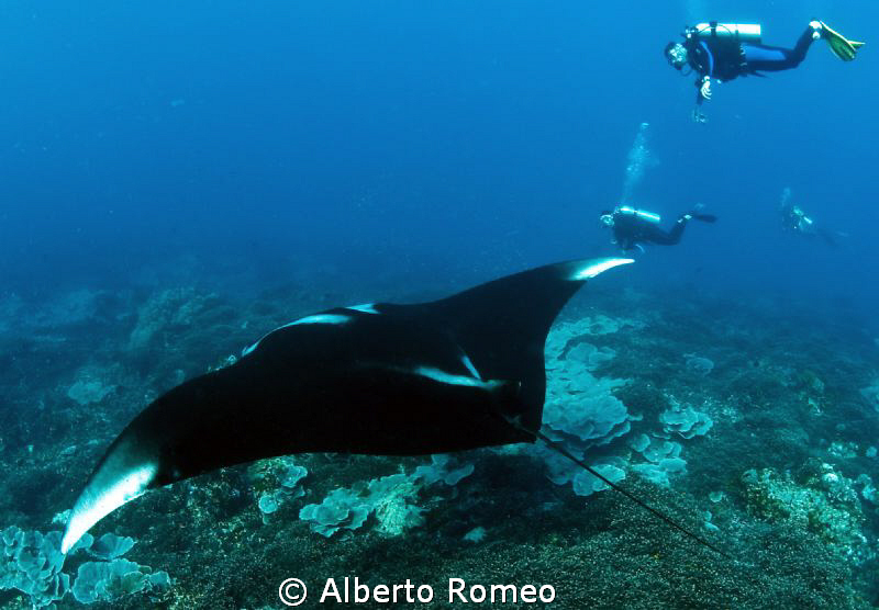 " The Glider" (Manta birostris) by Alberto Romeo 