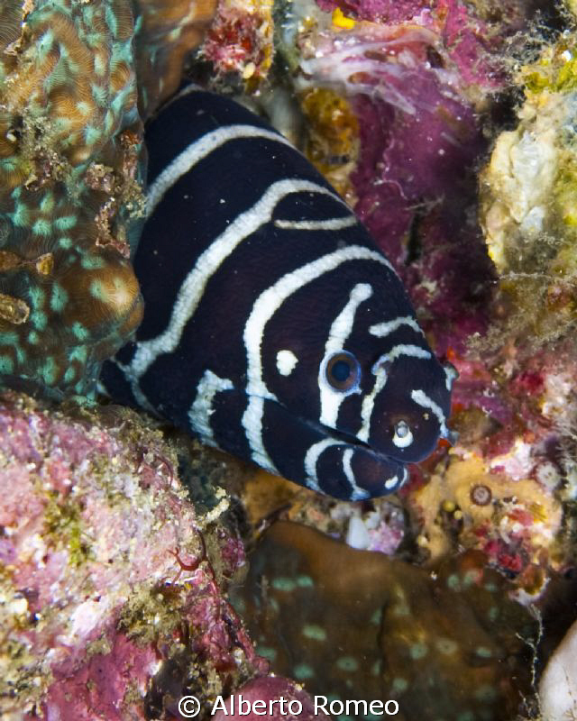 Portrait of a zebra moray eel (Gymnomuraena zebra). by Alberto Romeo 
