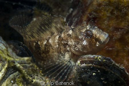 Blenny from Sea of Marmara/Turkiye. Takne with Nikon D80,... by Alp Baranok 