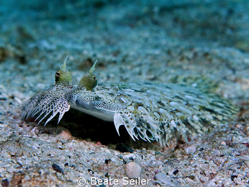 Peacock flounder , taken at El Qudim with Canon G10 by Beate Seiler 