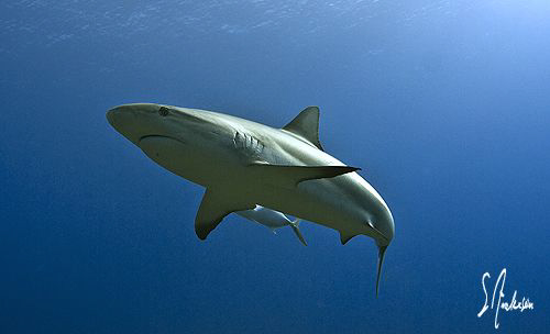 This dive at Ginormous Reef was spectacular! I shot 380 i... by Steven Anderson 