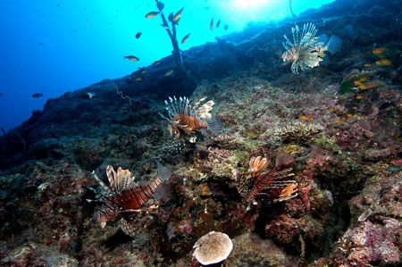 pterois, banc du Geyser, indian ocean by Alain Diaz 