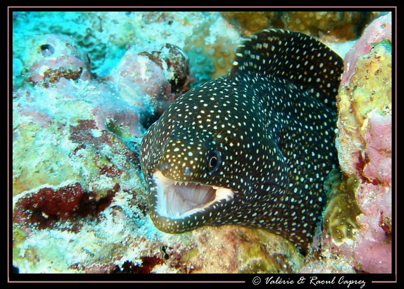 Very friendly ! by Raoul Caprez 