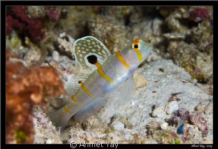 Amblyeleotris randalli, Randall's prawn-goby by Ahmet Yay 
