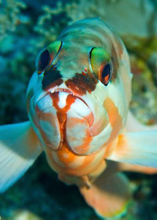 Blacktip Grouper taken mid-water; these fish are normally... by Paul Colley 