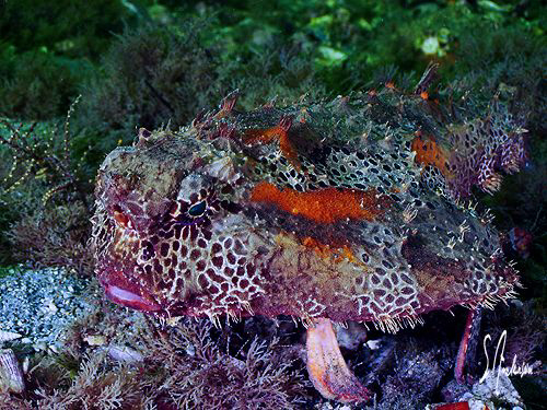 This image of a Red Lipped Batfish was taken during a div... by Steven Anderson 