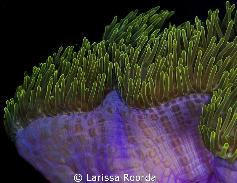 Anemone by Larissa Roorda 