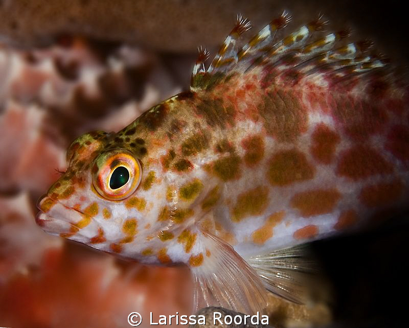 Pixie Hawkfish (Cirrhitichthys oxycephalus) by Larissa Roorda 