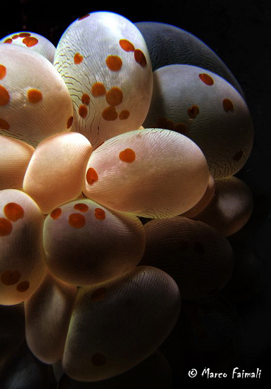Underwater Easter Eggs...........Happy Easter!!

(Compa... by Marco Faimali 