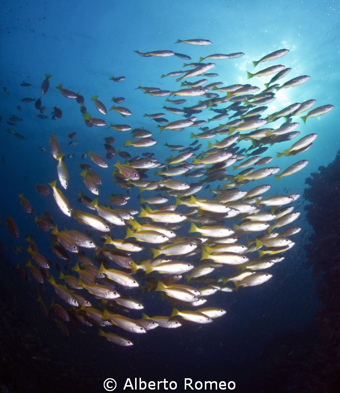 Scool of yellowtail fish. by Alberto Romeo 