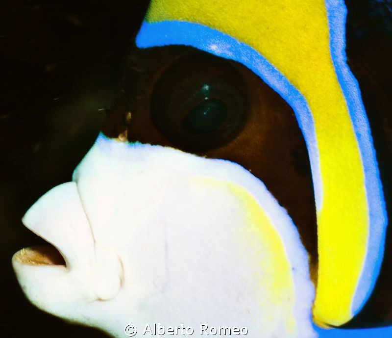 Portrait of an Enperor  Angelfish (Pomacanthus imperator) by Alberto Romeo 