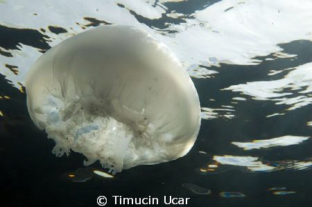 It was taken from the northern cyprus. 2010 by Timucin Ucar 