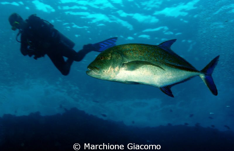 Man and fish, friends?
Nikon D200, 17-35nikkor. Twin str... by Marchione Giacomo 