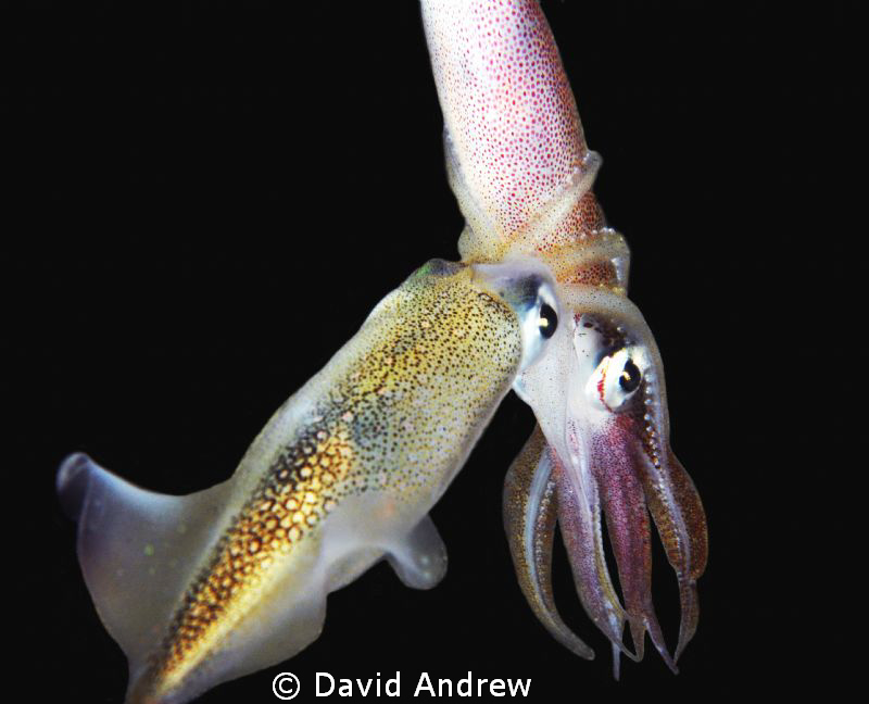 Loligo Opalescens Mating at Night by David Andrew 