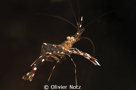 Bruun’s cleaning partner shrimp
This shrimp was swimming... by Olivier Notz 