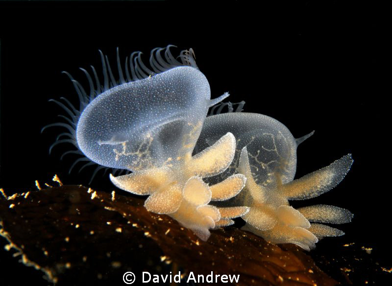 Melibe Leonina at Night by David Andrew 