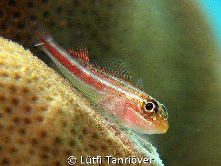 A goby on the coral... by Lütfi Tanrıöver 