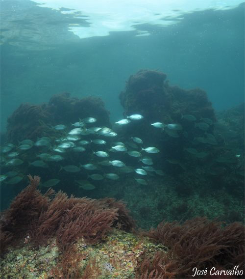 Schoal of salpa in a shallow area near Sesimbra, Portugal. by José Carvalho 