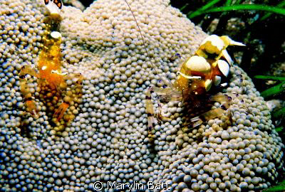 Popcorn Shrimp, These little guys lived in a 5 inch anemo... by Marylin Batt 