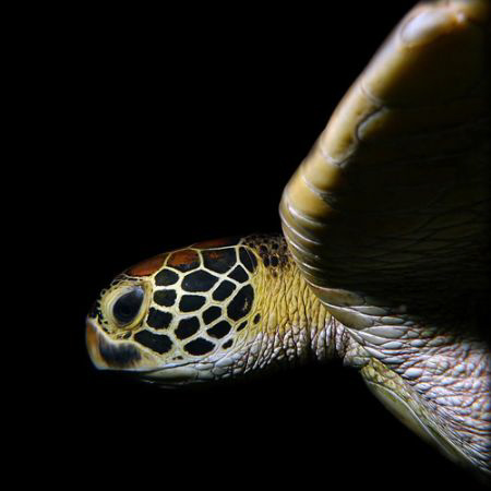 Green Turtle 1:1 by Martin Dalsaso 