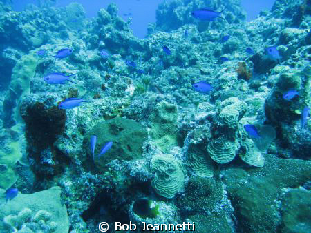 Blue Chromis by Bob Jeannetti 