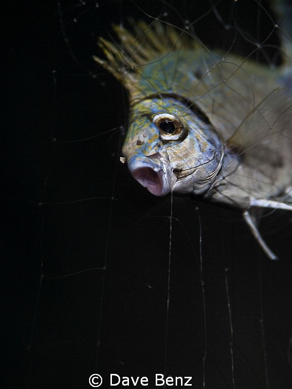 Murdered...
Believe me, that is not what a diver want to... by Dave Benz 