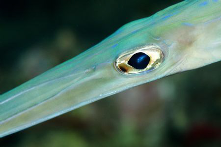 Cornetfish.  Image taken on a night dive in one of the ho... by Paul Colley 
