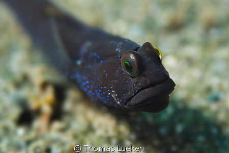 found in Lembeh; D200 by Thomas Lueken 