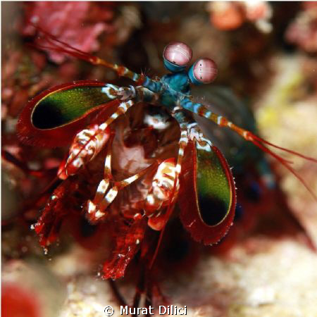 Mantis shrimp by Murat Dilici 