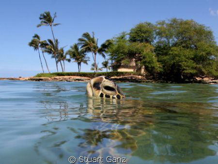Green sea turtle taking a breath before the next dive. by Stuart Ganz 