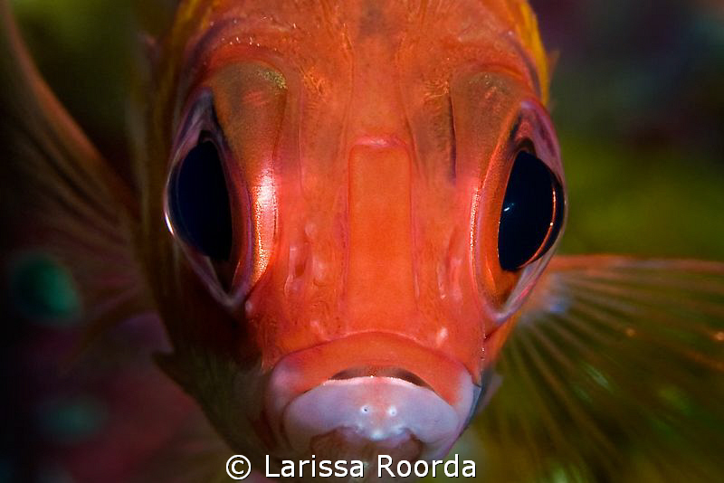 Big-eye portrait by Larissa Roorda 