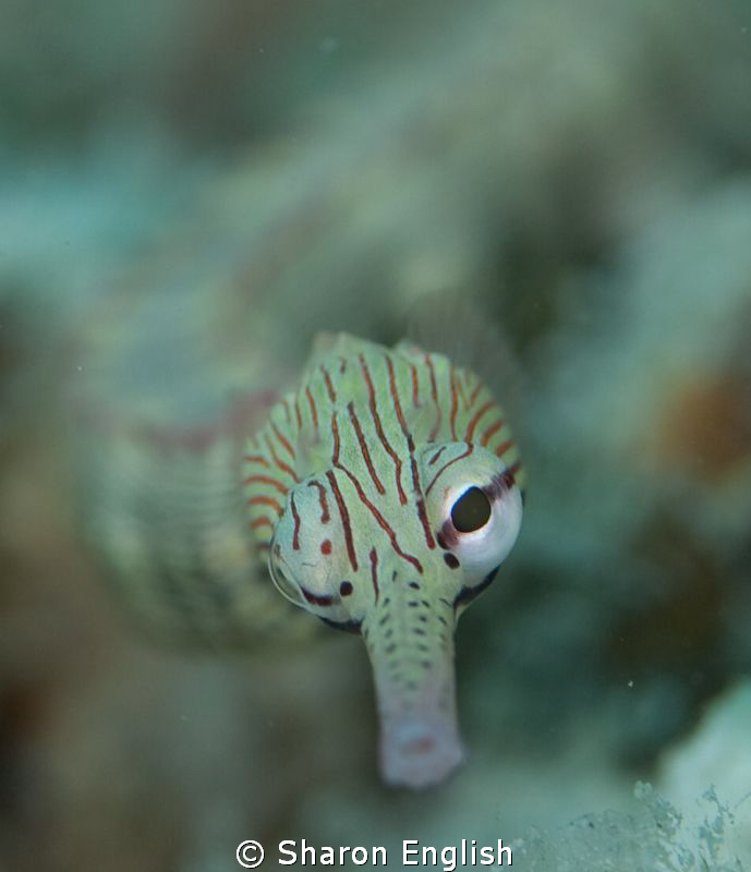 Pipefish Portrait. by Sharon English 