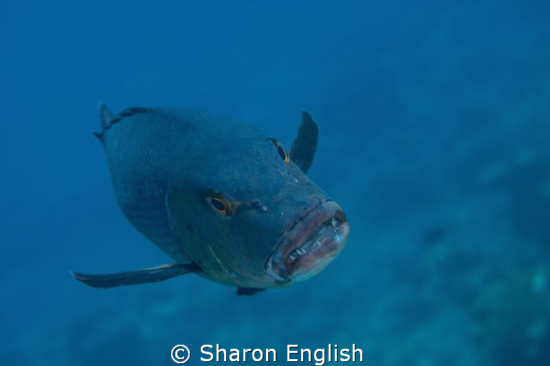 U talkin to me???????? by Sharon English 