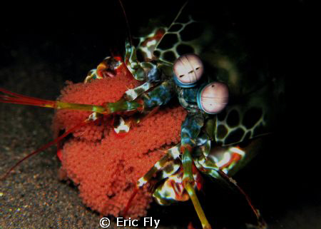 Proud parent!  Tulamben by Eric Fly 