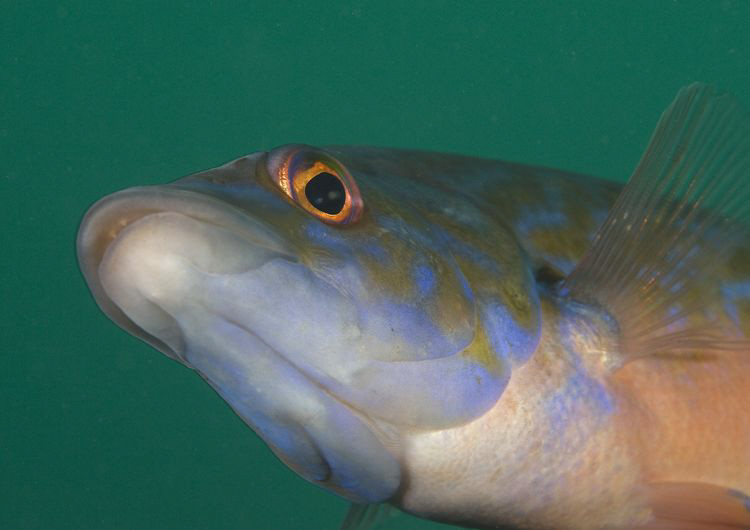 Male Cuckoo wrasse. Plymouth. D3, 105mm. by Derek Haslam 