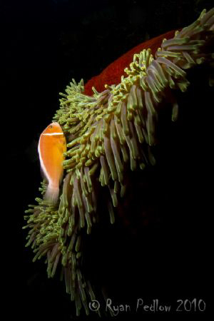 Anemone.  Canon 7D.  Single Inon Z240. by Ryan Pedlow 