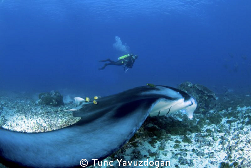 Manta from tip to toe :) by Tunc Yavuzdogan 