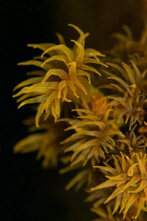 Anenomes open at night on the bow of the SS Thistlegorm. by Paul Colley 