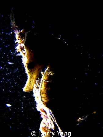 2010/4/03 Night Dive in Kenting,TAIWAN..
Casio EX-Z1000 by Harry Yang 