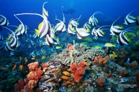 Reef scene,this picture was taken with a 16mm wide angle ... by Brandon Thomas 
