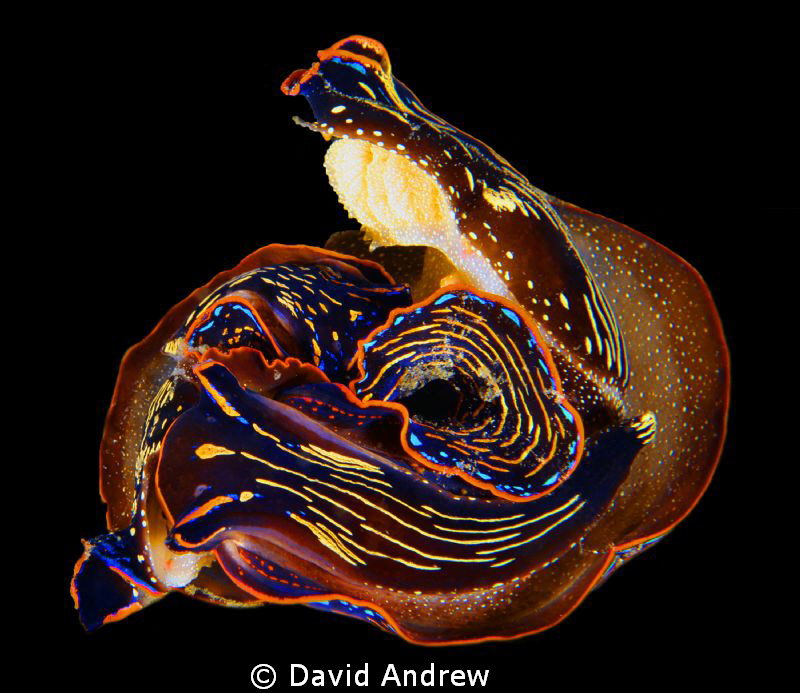 Two Navanax inermis Mating by David Andrew 