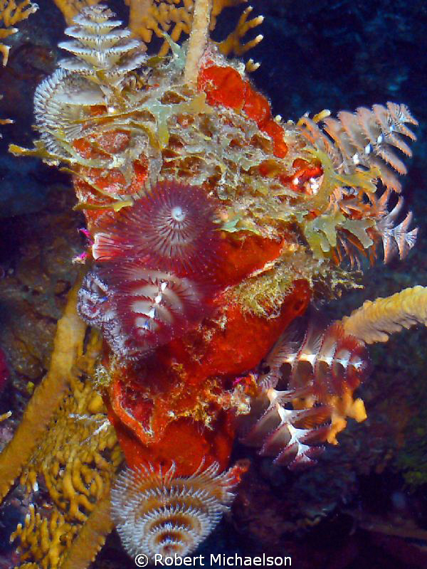 Cluster of Christmas tree worms on coral. DC 1000 with si... by Robert Michaelson 