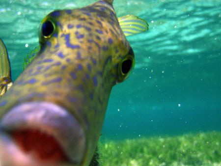 Don't you see me!,I am the queen of the reef !!! by Durand Gerald 