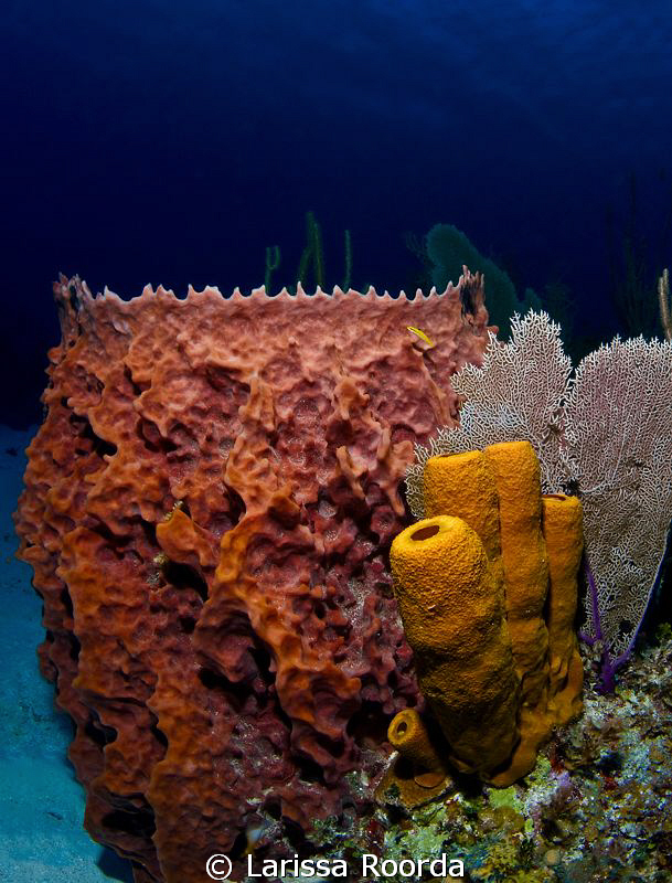 Sponge-sponge-fan by Larissa Roorda 