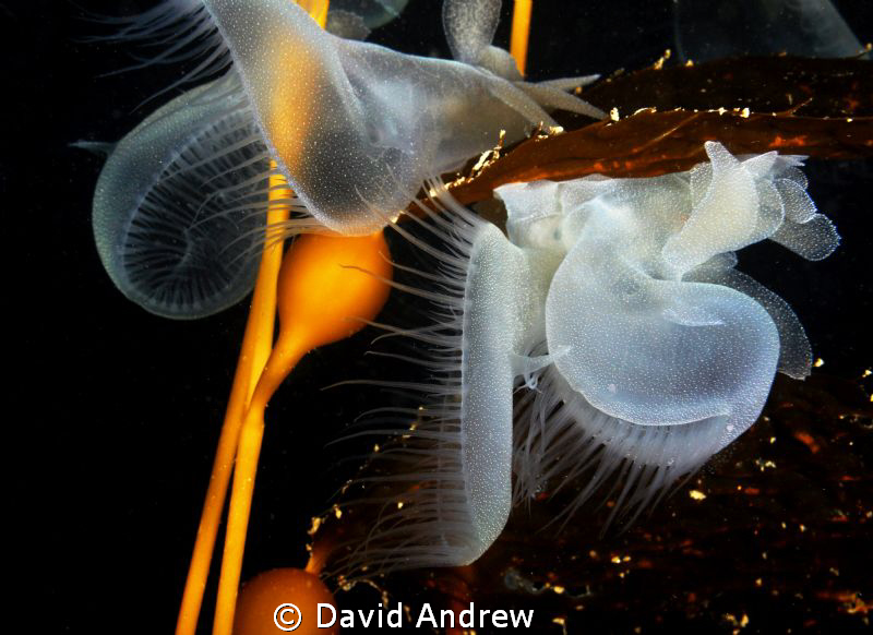 Melibe Leonina on Elk Kelp at Night. by David Andrew 